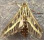 1990 (69.015) Striped Hawk-moth